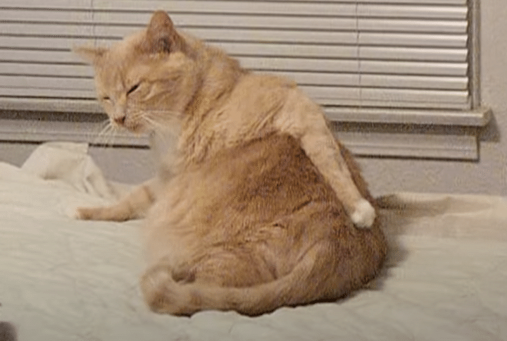 あー、かゆい〜。お尻を掻く姿が人間っぽい猫。