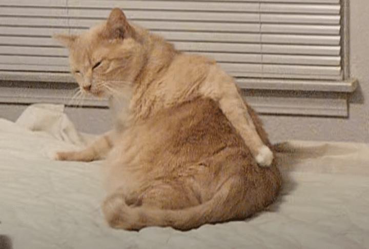 あー、かゆい〜。お尻を掻く姿が人間っぽい猫。