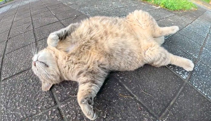 お腹を見せる猫