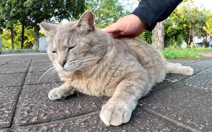 撫でられる猫