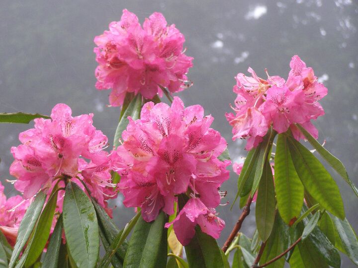 箱根で唯一「おいしい紅茶の店」に認定♪ 芦ノ湖畔の絶景広がるカフェ「サロン・ド・テ ロザージュ」