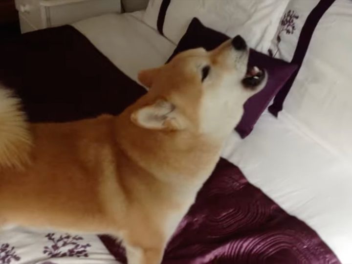 クラシック音楽が大好きすぎる！？