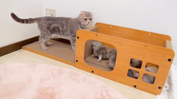 子猫達に話しかける母猫