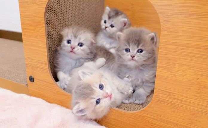 籠城する子猫達