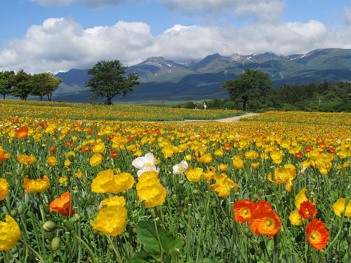 那須フラワーワールド