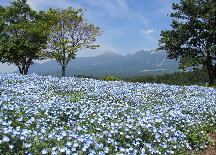 那須フラワーワールド