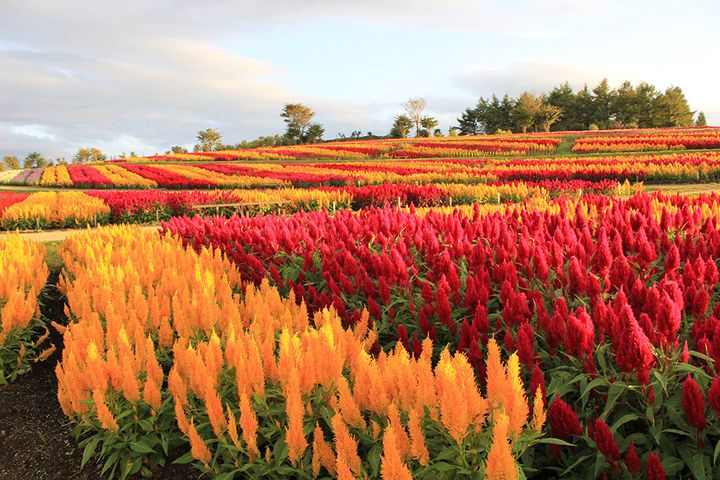 那須フラワーワールド