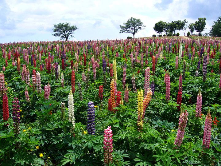 那須フラワーワールド