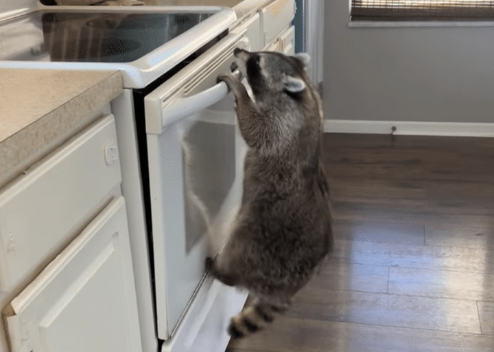 とっても賢いアライグマさん、抜群の運動神経でキッチンにも簡単に登っちゃう！