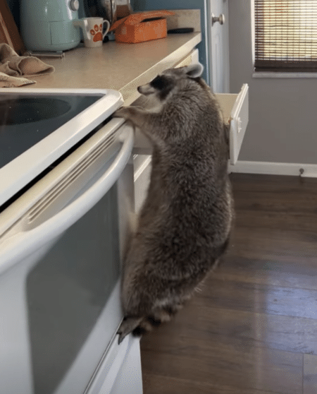 とっても賢いアライグマさん、抜群の運動神経でキッチンにも簡単に登っちゃう！