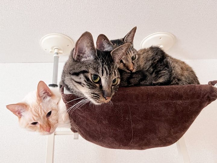 テンくん、ロシェちゃん、モカちゃん