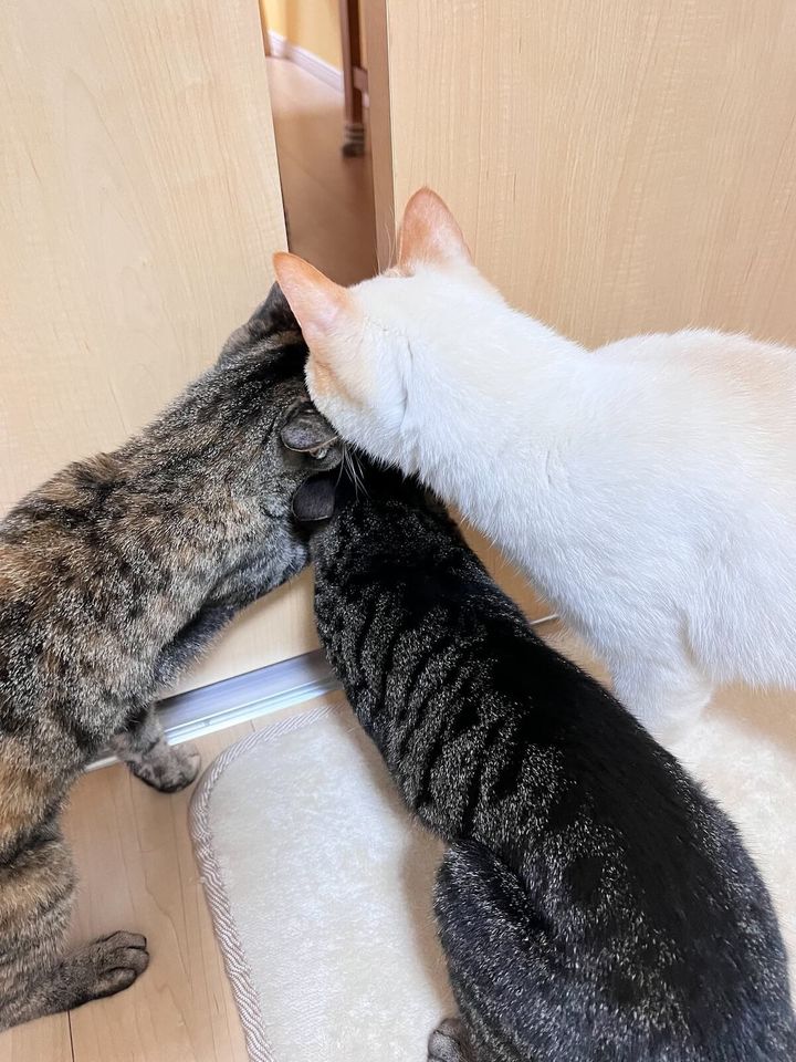 扉の隙間から覗き込む3匹の後ろ姿