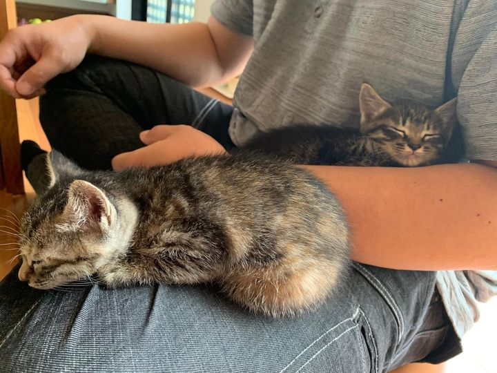 子猫時代のロシェちゃんとモカちゃん