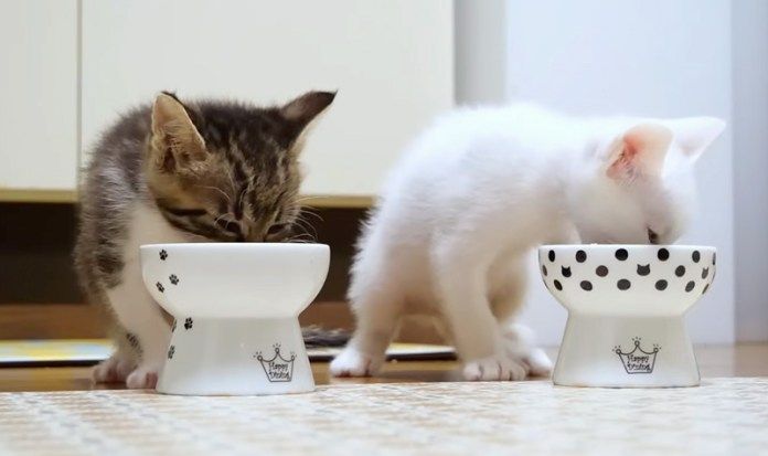 ご飯を食べる子猫達