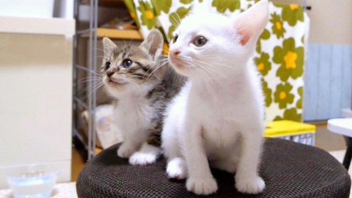 ご飯を待つ子猫達