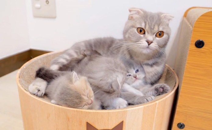 母猫に寄り添いながら眠る子猫達