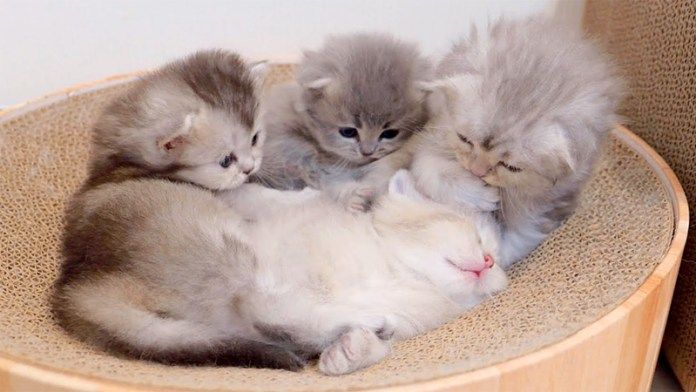 子猫を起こす兄弟