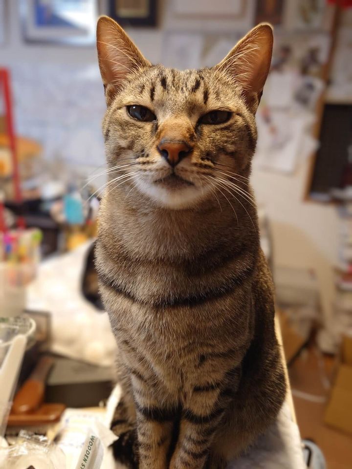 キジトラ猫のちびすけ君