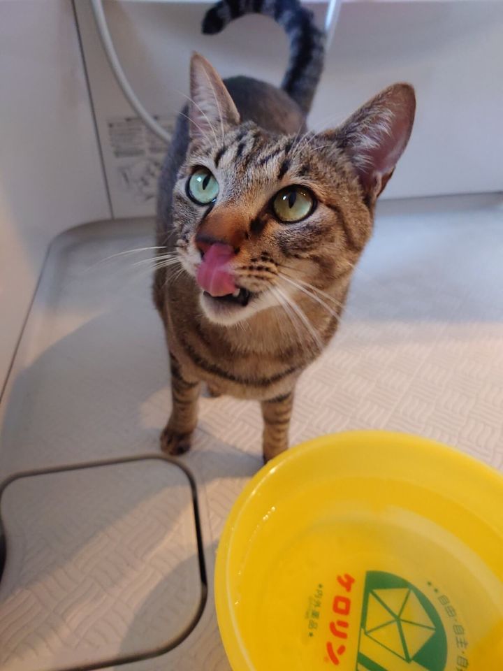 お風呂場にお湯を飲みに来るのが日課のちびすけ君