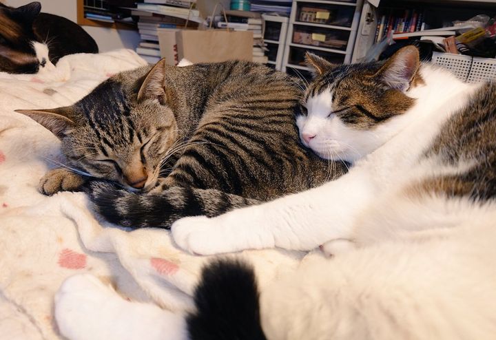 先住猫と仲良しのちびすけ君