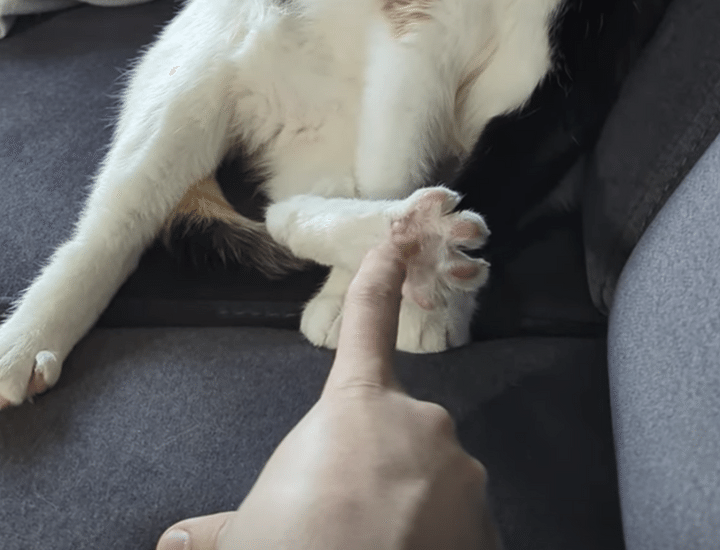 猫さんの足の裏をこちょこちょ♪ 怒られると思ったのに、意外な反応だった！
