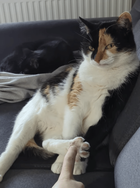 猫さんの足の裏をこちょこちょ♪ 怒られると思ったのに、意外な反応だった！