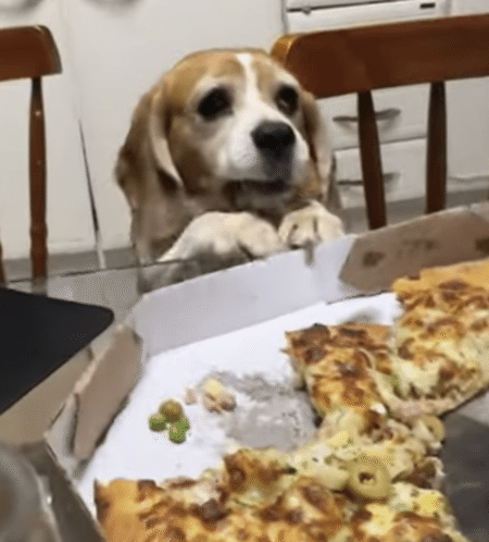 犬「人間だけピザ食べてずるい！」つまみ食いしたくて頑張る。