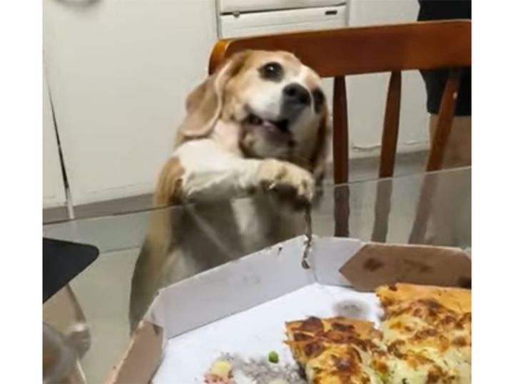 犬「人間だけピザ食べてずるい！」つまみ食いしたくて頑張る。