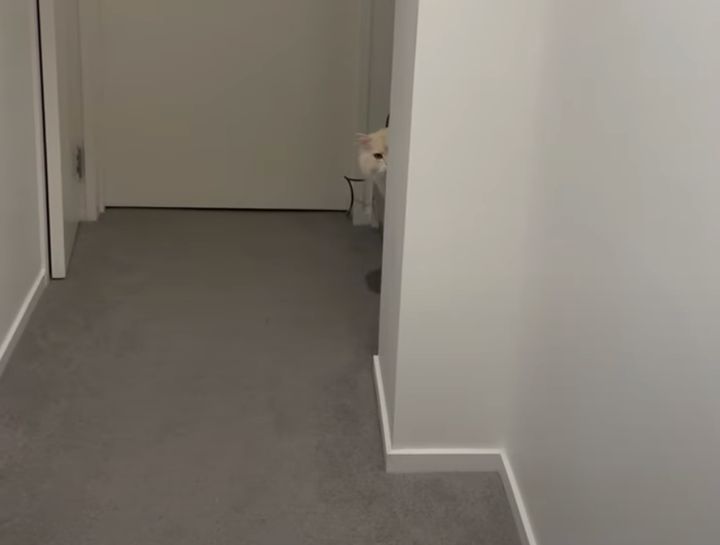 留守番させるにゃんて！ 無言で怒る猫。