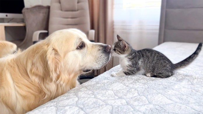 ゴールデンレトリバーと子猫