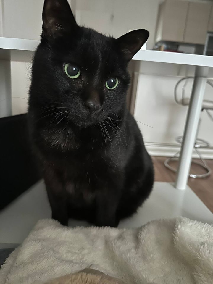 キリッとした素顔の黒猫、クロ君