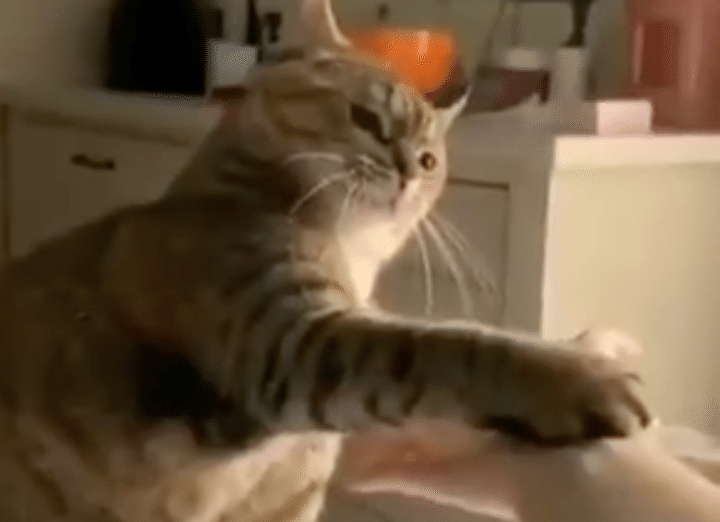 仲直りのしるし？ ガシッと握手してくれる猫さん。