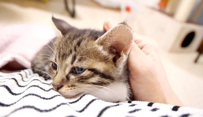 落ち着く子猫