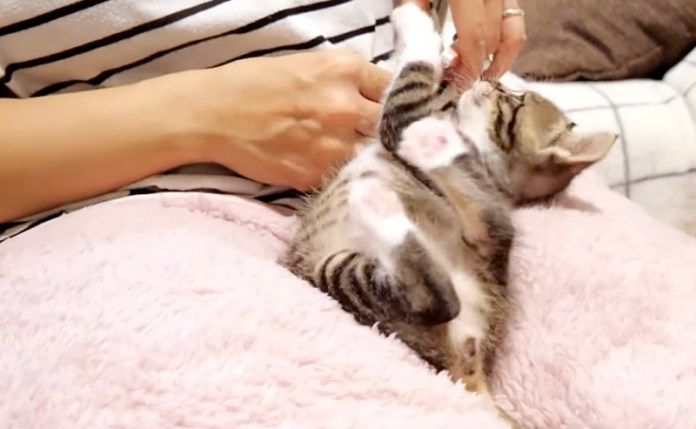 爪を切られる子猫