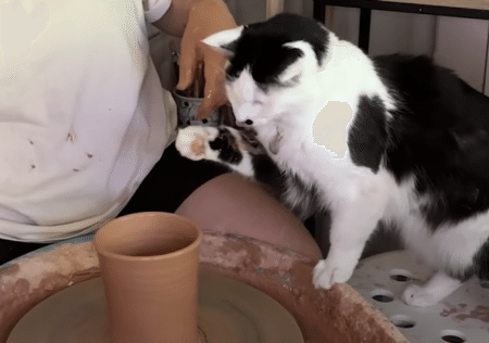 飼い主さんのアシスタントは猫！ 一緒に陶芸作品を作るにゃ！