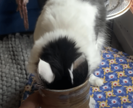 飼い主さんのアシスタントは猫！ 一緒に陶芸作品を作るにゃ！