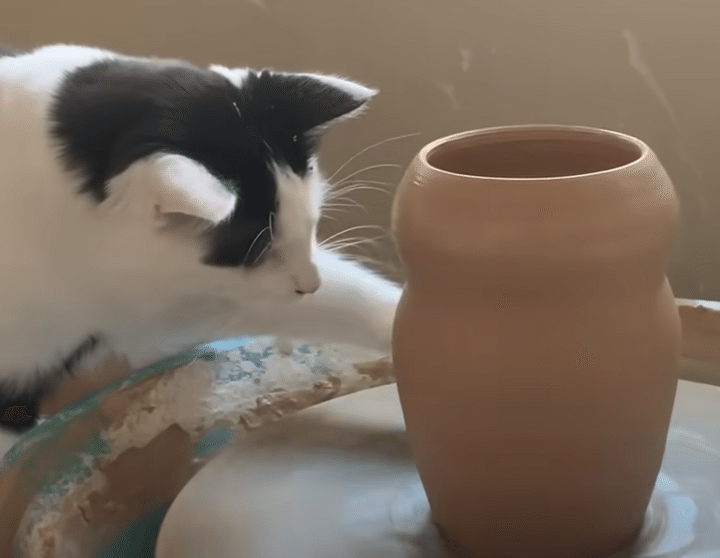 飼い主さんのアシスタントは猫！ 一緒に陶芸作品を作るにゃ！