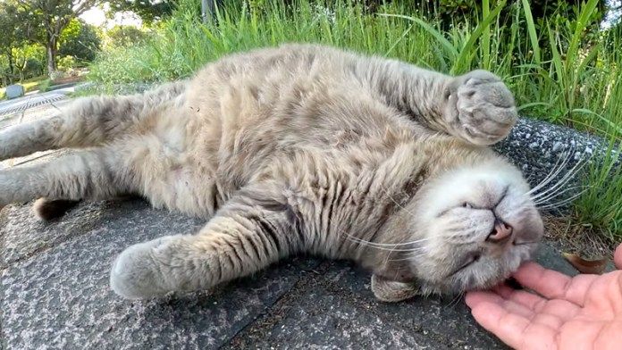 撫でられる猫