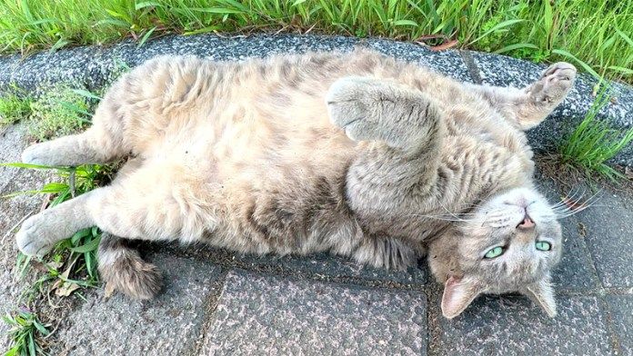 お腹を見せびらかす猫