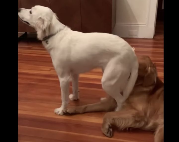 踏んでるからぁ！周りが見えてない犬、友達犬をお尻でむぎゅ！