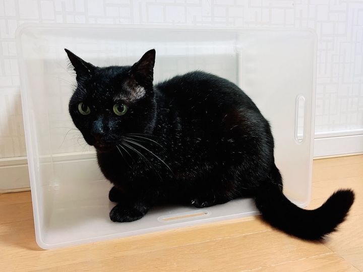 普段から収納ケースが好きなあんこ君