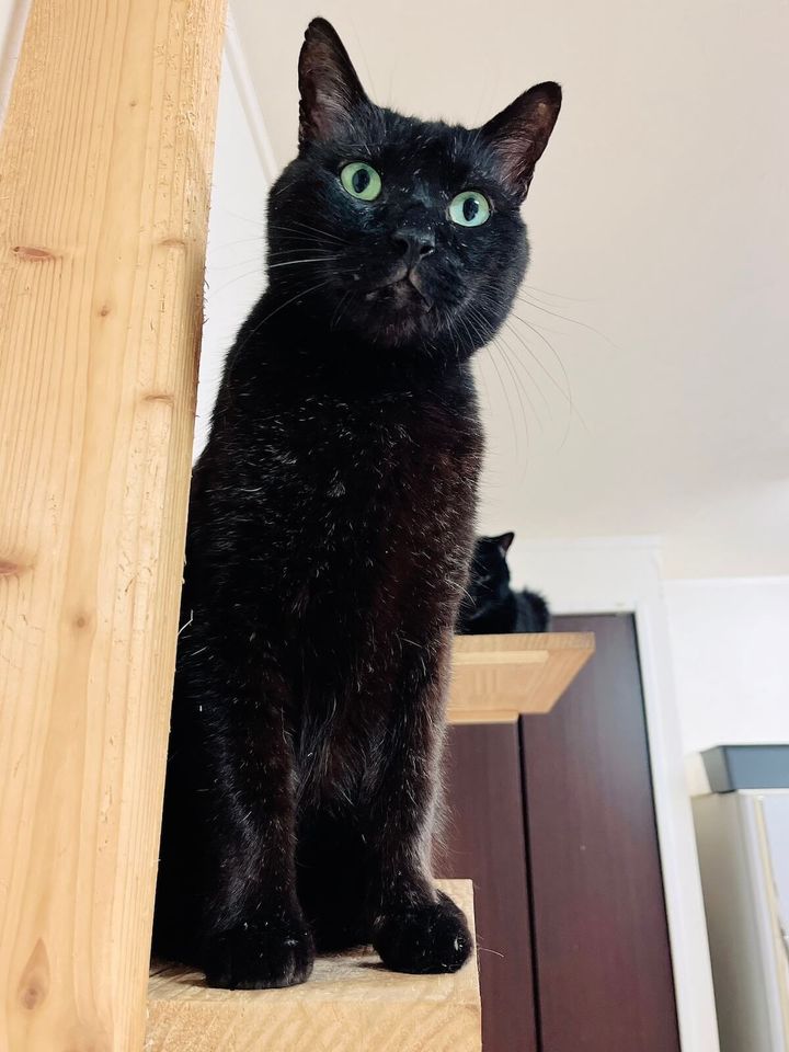 黒猫のあんこ君