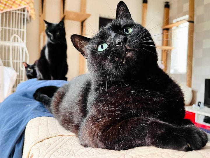 黒猫のあんこ君と同居猫ちゃん