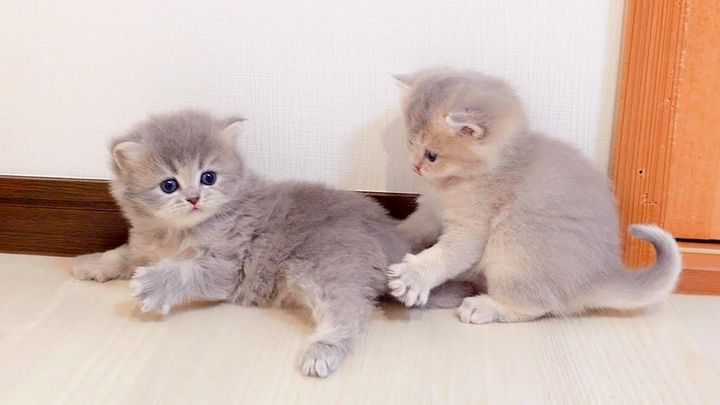羊毛フェルト*もふもふペルシャ猫ちゃん*バンドメイドねこ 羊毛フェルト リアル可愛いペルシャの子猫ちゃん もふもふ子猫