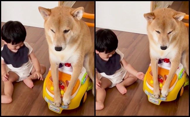 赤ちゃんのおもちゃに座るわんこ