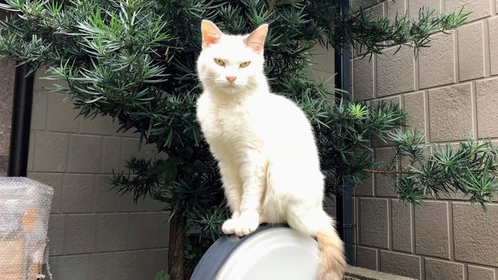 作家・保坂和志の愛猫、シロちゃん