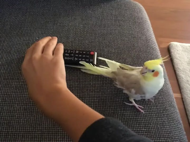 チャンネル変えちゃダメ！？