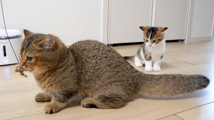 子猫のオモチャを横取りする姉猫