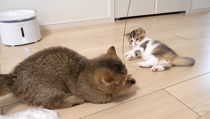 子猫のオモチャを横取りする姉猫