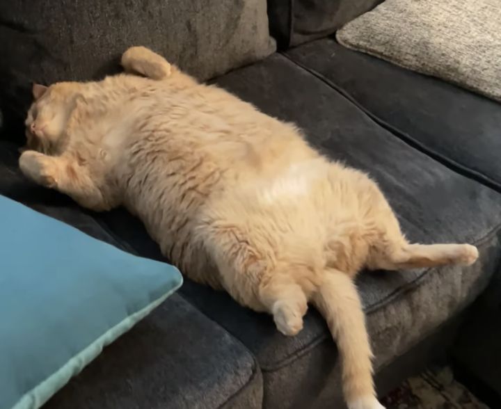 もう食べれにゃい〜 お腹ポンポンの猫、気持ちよさそうにお昼寝♪